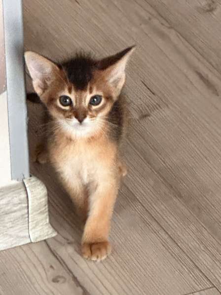 Абиссинские котята