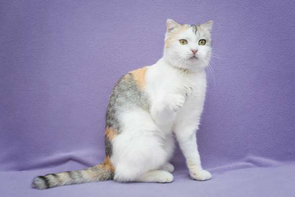 Шотландская вислоухая трехцветная кошечка Клео в дар