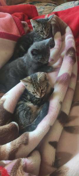 Котенок в добрые руки в фото 11