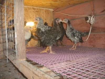 Домашние цыплята в Балаково фото 3