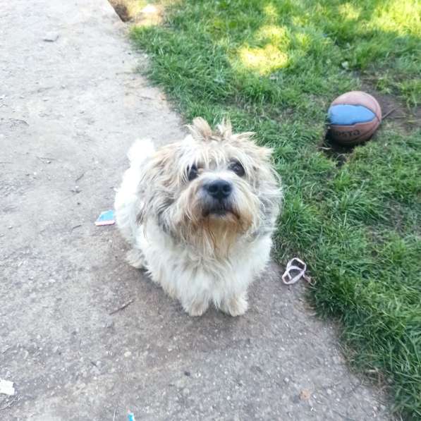 У Бубы сложная судьба и нет хозяйки в Москве фото 4