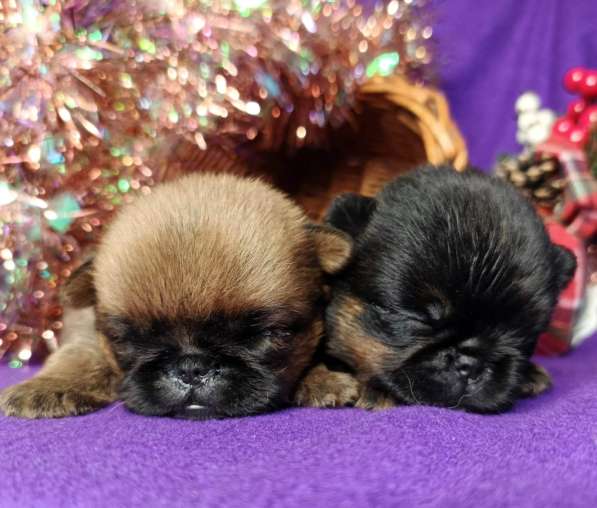 Девочки пти-брабансоны в Москве