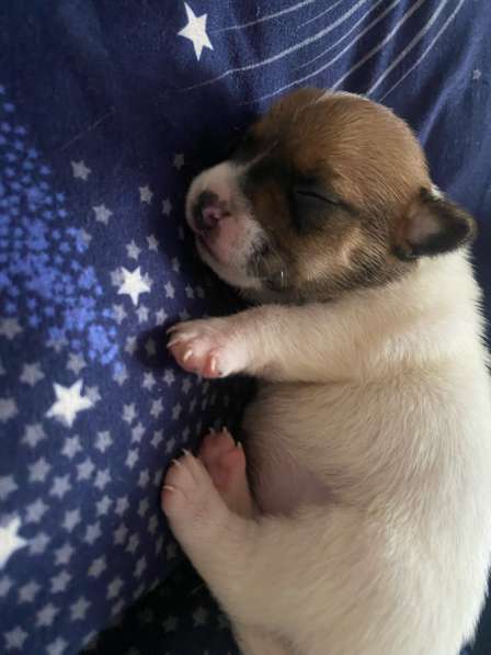 Щенки Джек-Рассел-терьера в Омске фото 5