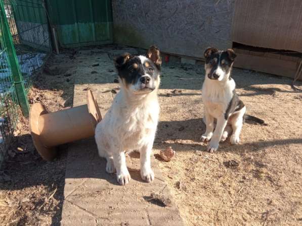 Маленькие хорошенькие хвостики в Санкт-Петербурге фото 8