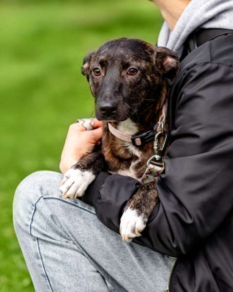 Дора, девочка, 7 мес. ищет дом в Москве фото 5