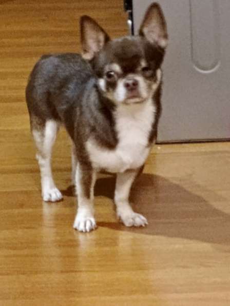 Кабель на случку в Москве