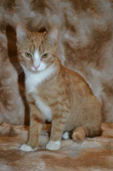 Отдам даром Красавчик Филя ищет дом