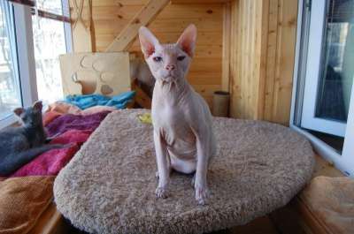 Предлагается к продаже донского сфинкс в Санкт-Петербурге фото 3