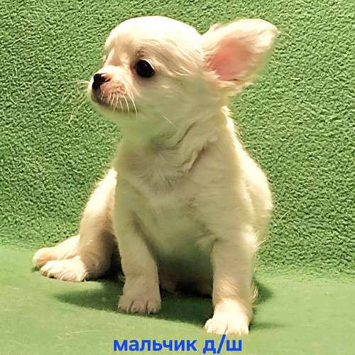 Очаровательный щенок чихуахуа