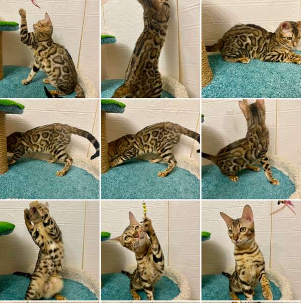 Бенгальские котята в Москве фото 3