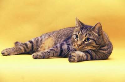 Отдам даром Василиус - эрмитажный кот в Санкт-Петербурге фото 3