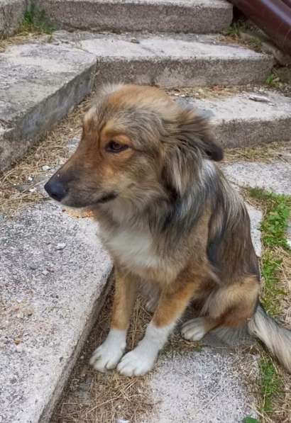 Маленькая идеальная собачка в Санкт-Петербурге фото 15