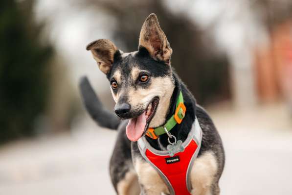 Маленькая собачка Дора в дар в Москве фото 7