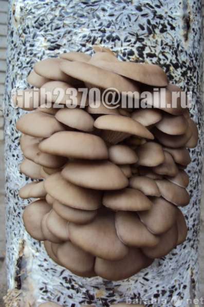 Мицелий для выращивания грибов вешенка. в Краснодаре фото 6