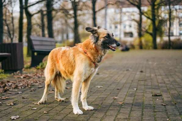 Принцесса Сента ищет дом! в Москве фото 10