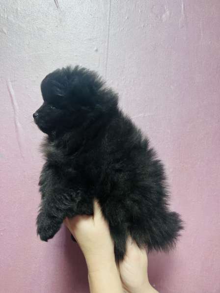 Померанский шпиц в Уссурийске фото 5