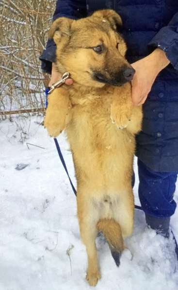 Щенок подросток Тёма ищет дом и семью в Москве фото 8