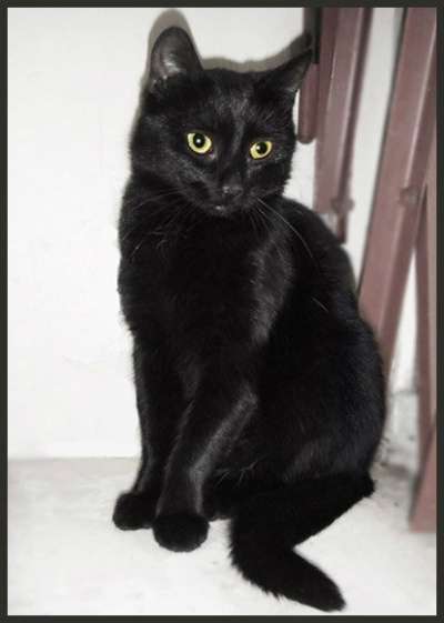 Отдам даром Девочка-шилопопик Бонита в Санкт-Петербурге