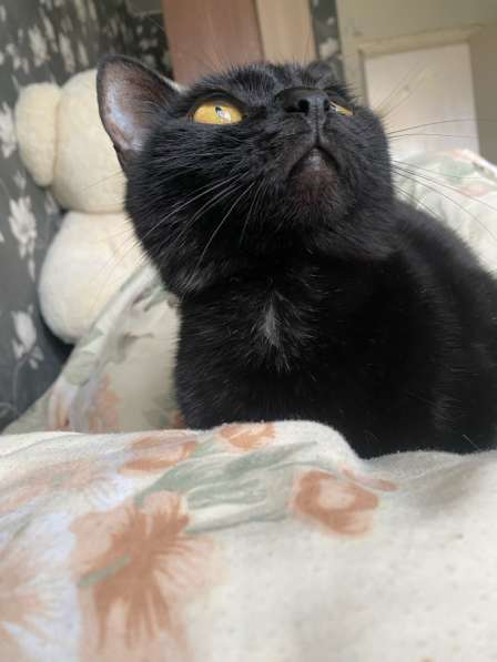 Кошка в добрые руки в Санкт-Петербурге фото 6