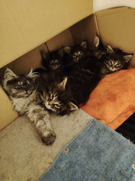 10Wochen alte reinrassige Maine Coon Kitten - 6x Kitten в фото 5