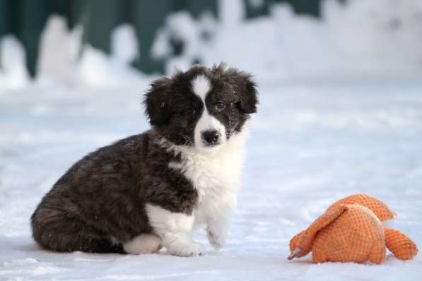 Щенок вельш корги кардиган в Москве фото 4