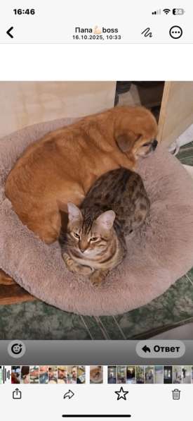 Бенгальский котик в Краснодаре