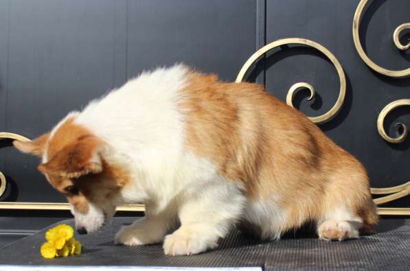 Вельш корги пемброк щенки от Чемпиона в Москве фото 16