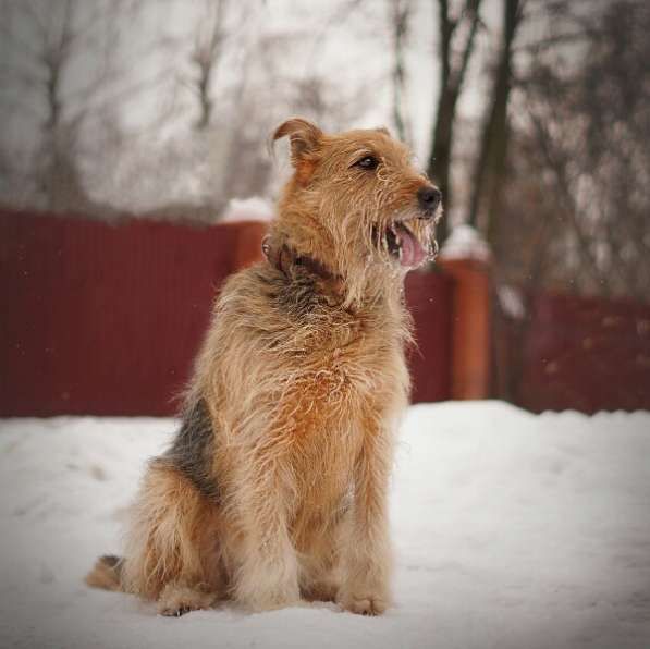 Мухтар ищет семью в Москве фото 33