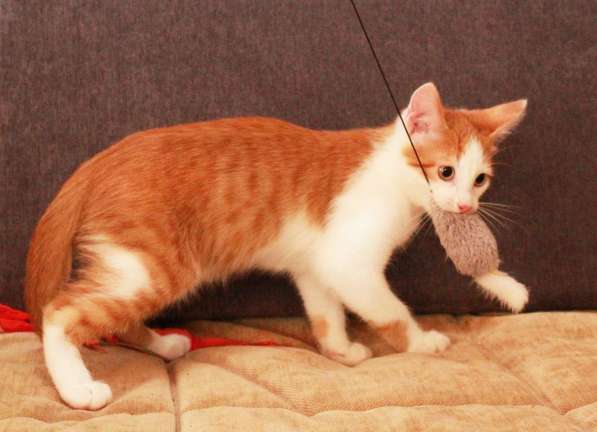 Рыжий Август, котенок в добрые руки в Калуге фото 7