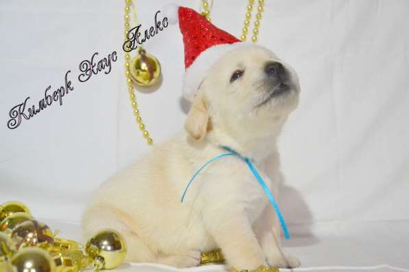 Щенки лабрадора из питомника в Белгороде фото 32