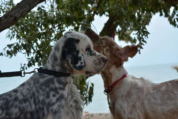 Английский сеттер щенки из элитного питомника в Москве фото 189