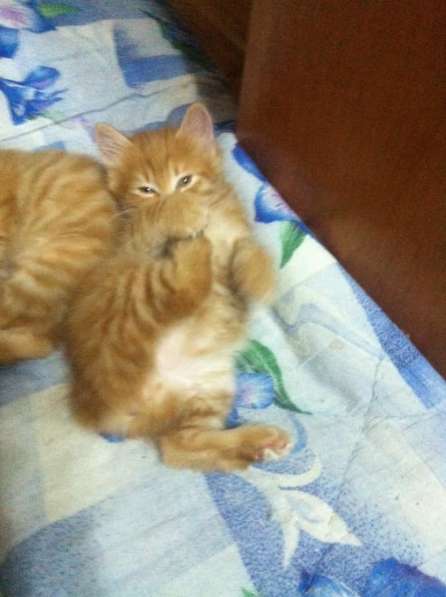 Сказочные котята Курильского бобтейла в Иркутске фото 6