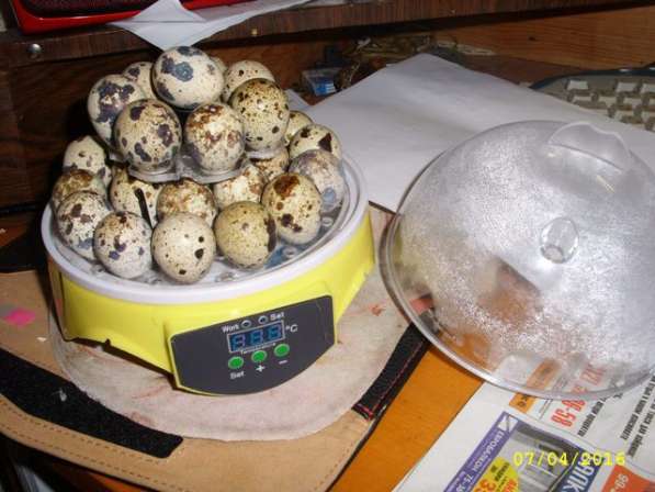 ✔ ✔ ✔ Автоматический Инкубатор на 7 яиц ✔ ✔ ✔ в Астрахани фото 9