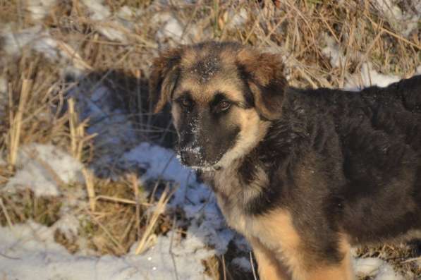 Щенок-подросток Сара в дар! в Москве фото 5