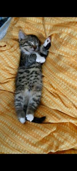 Очаровательный котенок в фото 7