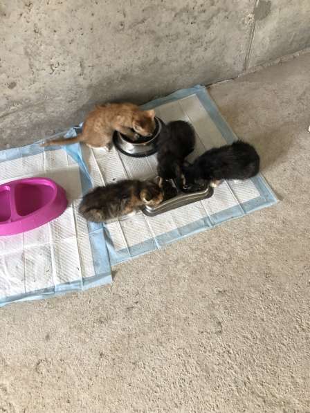 Котята ищут дом в Щелково