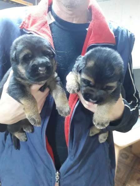 Продажа щенков немецкой овчарки в Подольске фото 12