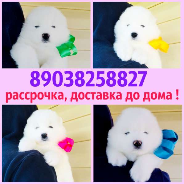 Белоснежные Ми-Ми мишки самоедики) в Орле