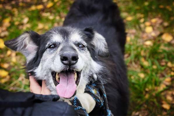 Пушистая весёлая Дакота ищет семью в Москве фото 17