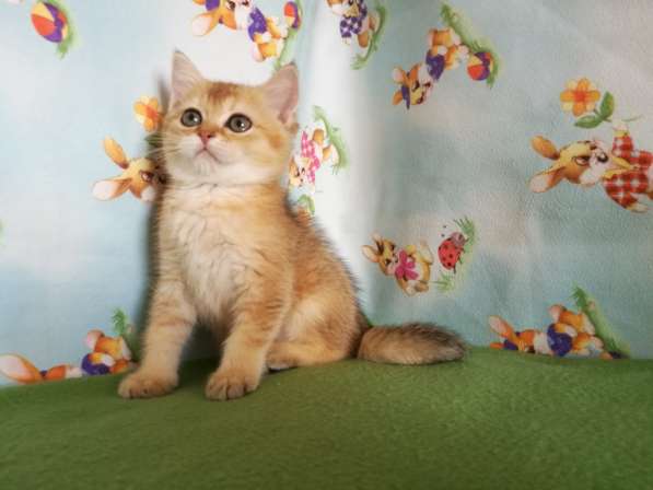 Котик золотая шиншилла в Казани фото 3