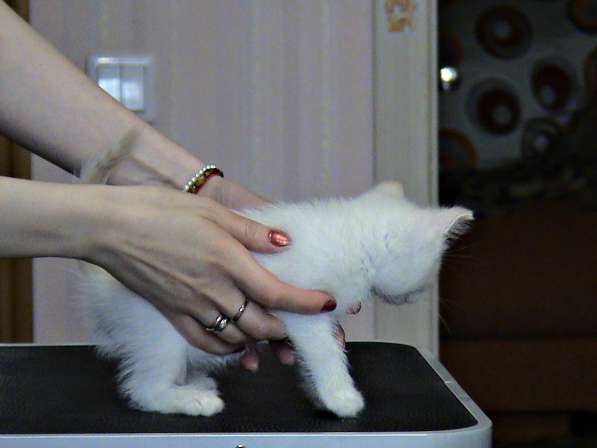 Шотландские котята в Копейске фото 8