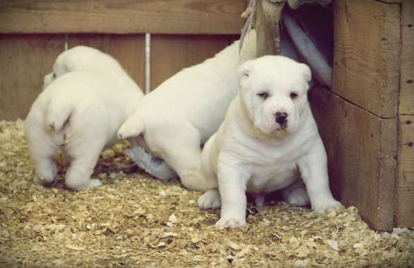 Щенок Среднеазиатской овчарки в Новосибирске фото 36