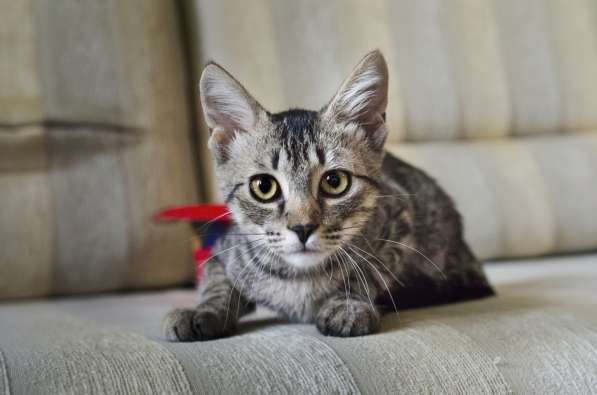 Котёнок в дар в фото 13