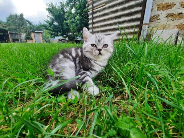 Мраморные котята