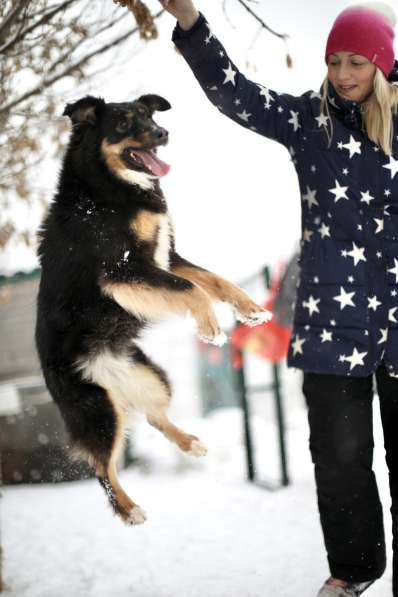 Чудо-собачка Фиби ищет семью в Москве фото 8