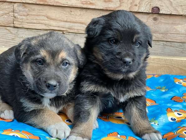 Прекрасная Алиса ищет дом! в Москве фото 13