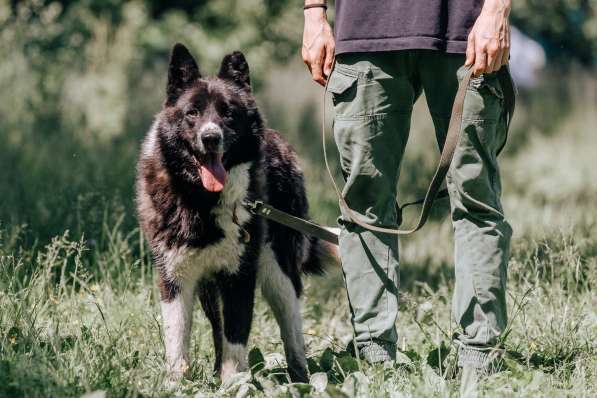 Ака ищет дом в Москве фото 6