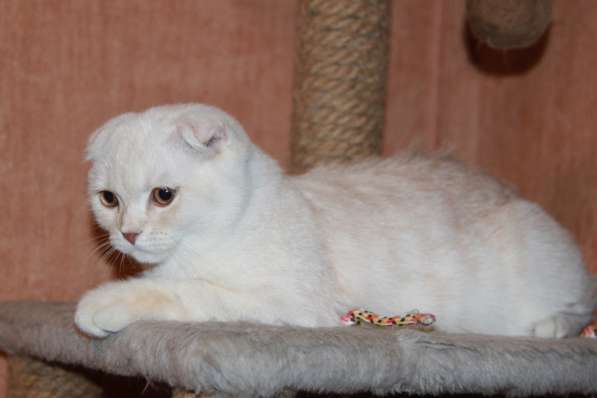 Шотландский скоттиш фолд в Москве фото 11