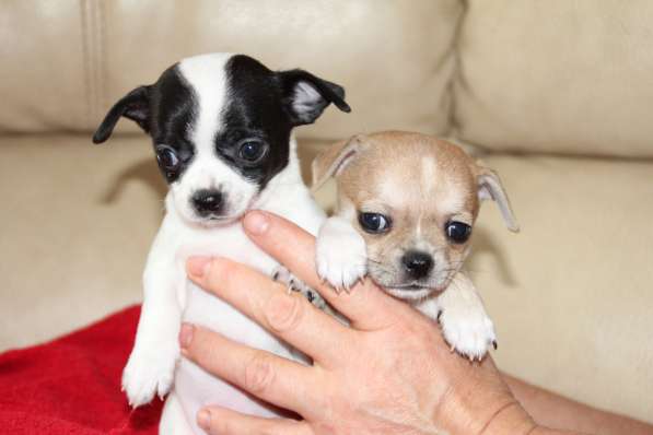 Милашка ищет дом