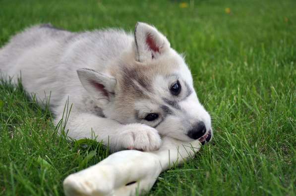 Две высокопородные девочки Хаски от Чемпионов! в Тюмени фото 9